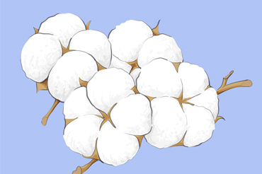 Raw Cotton
